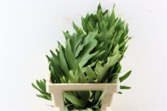 Philodendron Xanadu 80cm