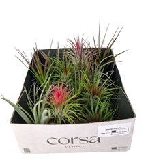 Tillandsia Ionantha 6Ø 6cm