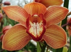 Cymb T Oranj Holland 100cm 17+