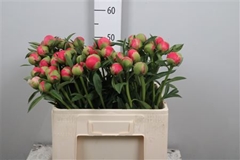 Paeo Coral Charm 55cm 23 Cl