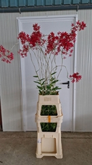Epidendrum 160cm