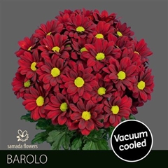 Chr T Barolo 70cm 85gram