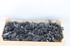 Denne-appel 21% Piece