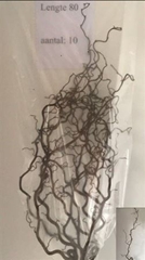 Coryl Av Contorta 80cm