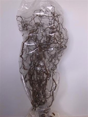 Coryl Av Contorta 120cm