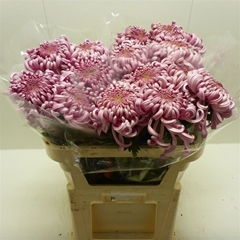 Chr G Vienna 75cm 110gram