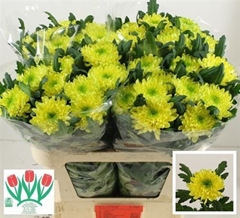 Chr G Zembla Brasil 70cm 80gram