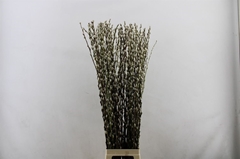 Salix Ca Snow Flake 150cm