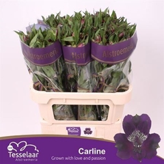 Alstr Carline 70cm 50gram