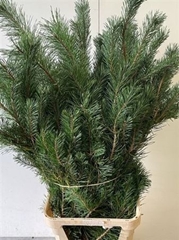Pinus Alaska 130cm