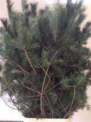 Pinus Alaska 180cm