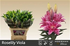 Li Or Du Rl Viola 100cm 55+