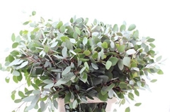 Euc Populifolia Pb 100cm