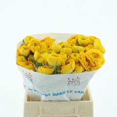 Ran Su Omega 45cm 60gram