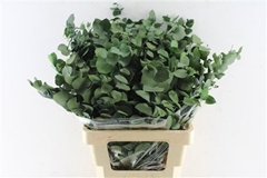Eucalyp Klb Bs H% 70cm 200gram
