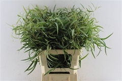 Eucalyptus Nicholii 60cm 200gram