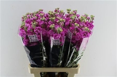 Matth Iron Pink 70cm