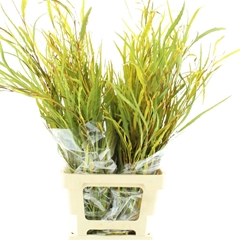 Eucalyp Klb Bs H% 75cm 200gram