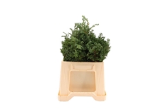 Chama P Boulevard Bs 25cm