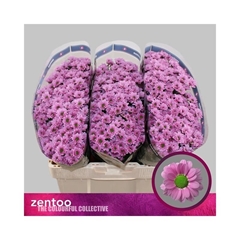 Chr S Pulse Pink 55cm 100g