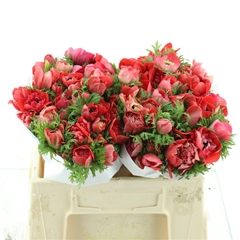 Anem Co Fstar Gl Red 35cm