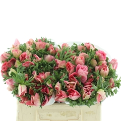 Anem Co Mis + Pinkie 35cm