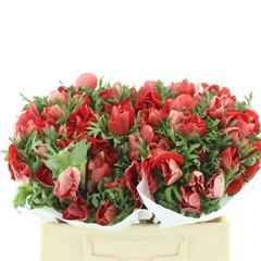 Anem Co Mis + Red 35cm