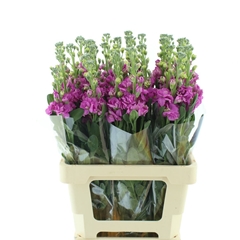 Matth Iron Rose 65cm 23