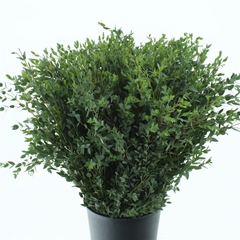 Euc Parvifolia P Bs 75cm 200gram
