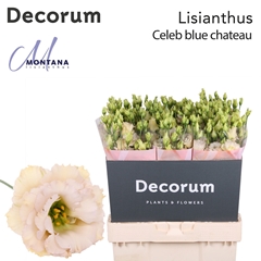 Eus G Blue Chateau 70cm