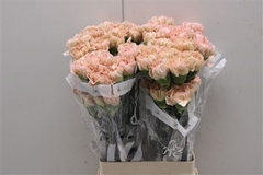 Di St Lege Marrone