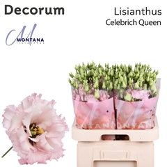 Eus G Celeb Queen 70cm