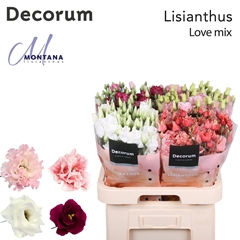 Eust G Mix In Box 70cm