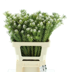 Leucad L Jad Pe Vert 60cm