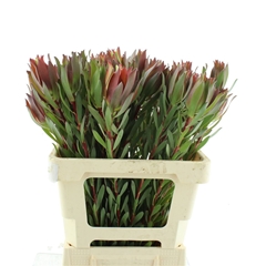 Leucad Other 60cm