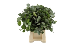 Eucalyptusblad Piece 55cm