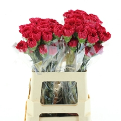 Di St Other 55cm 23