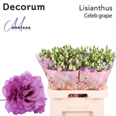 Eust G Celeb Grape 70cm