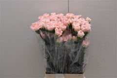 Di St Pastel Crimea