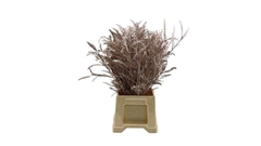 Dec Gr Kleurbe 21% 50cm