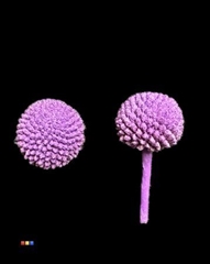 Craspedia Purple