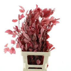 Droogbl Bewerkt H% 70cm 150gram
