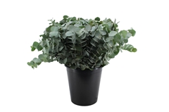 Euca Cinerea P Bunch 50cm