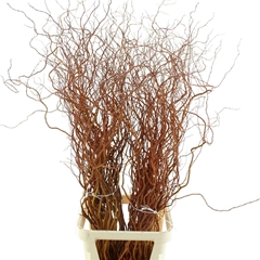 Salix Golden Curls 130cm