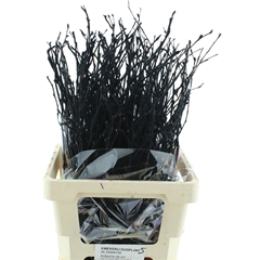 Betula Bs Klb H% 70cm