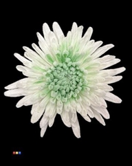 Chr G Marshmallow Green