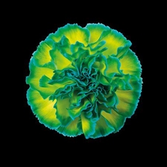 Dianthus St Double Mint