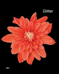 Chr T Euro Pink + Glit Bio