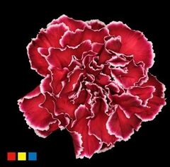 Dianthus St Bordeaux