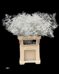 Limonium White